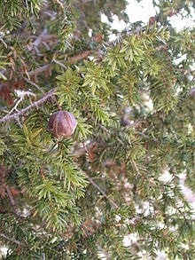 Wacholderbeere